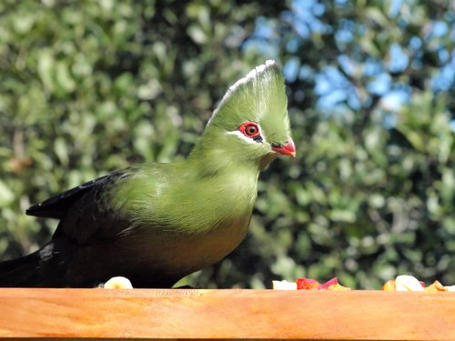bird  green  knysna lourie