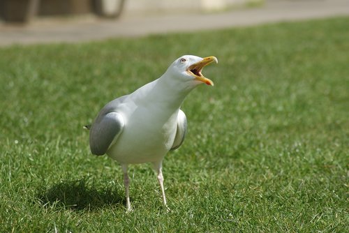 bird  the seagull  animal