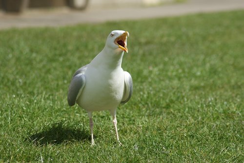 bird  the seagull  animal