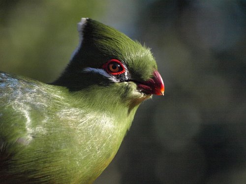 bird  portrait  plumage