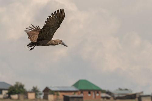 bird  flight  hammerkop