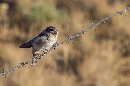 bird  sparrow  barbed
