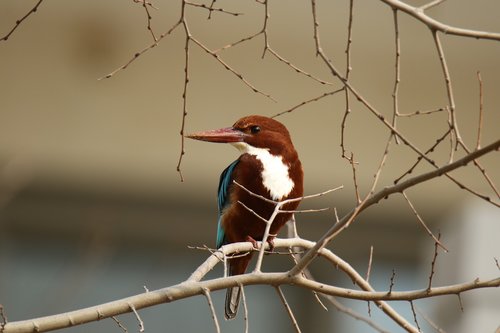 bird  white throat kingfisher  branches