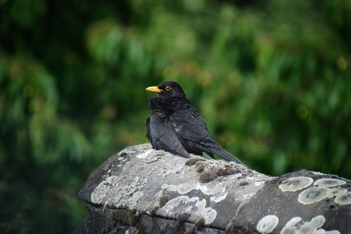 bird  blackbird  animal