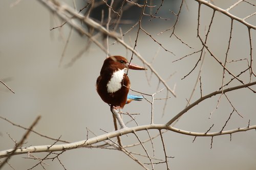 bird  kingfisher  branches