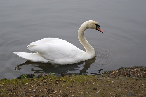 bird  swan  water