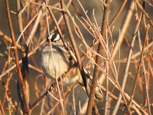 bird  sparrow  fauna