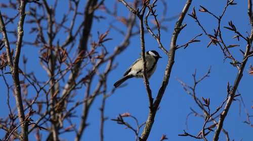 bird  nature  animal world