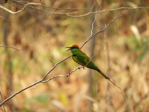 bird  bee-eater  nature