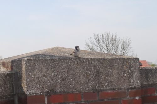 bird sparrow animals