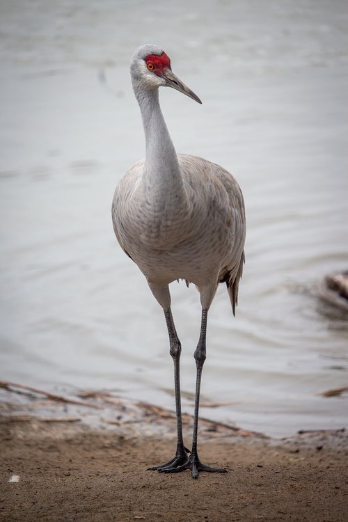 bird  crane  water