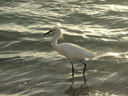 bird mar beach