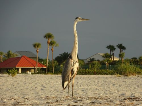 bird beach mar