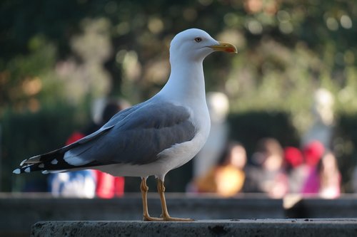 bird  animal  seagull