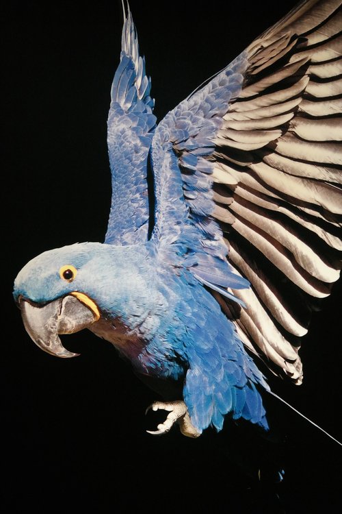 bird  parrot  plumage