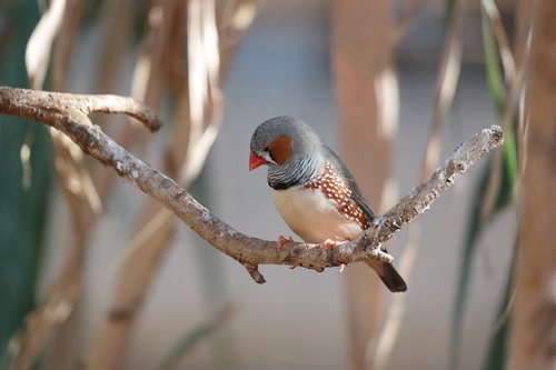 bird  animal  zebra finch