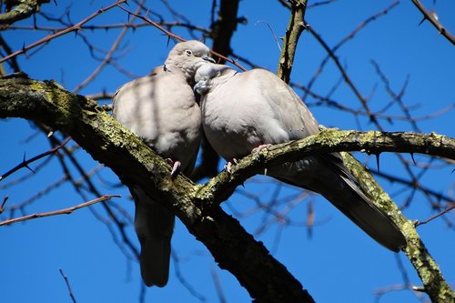 bird  lovebirds  romantic