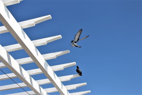 bird  pigeon  flight