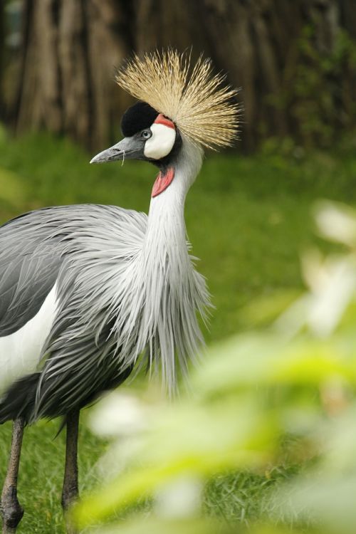 bird crane gray crowned