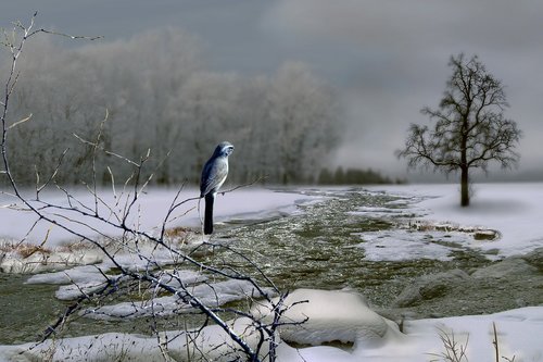 bird  winter  river