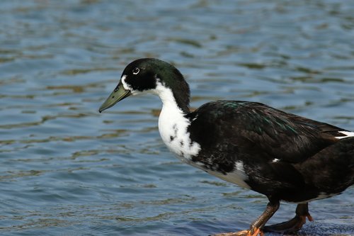 bird  duck  lake