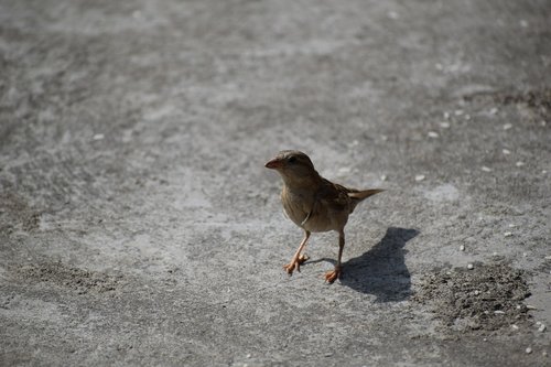 bird  sparrow  nature