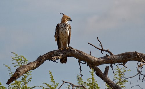 bird  sitting  eagle