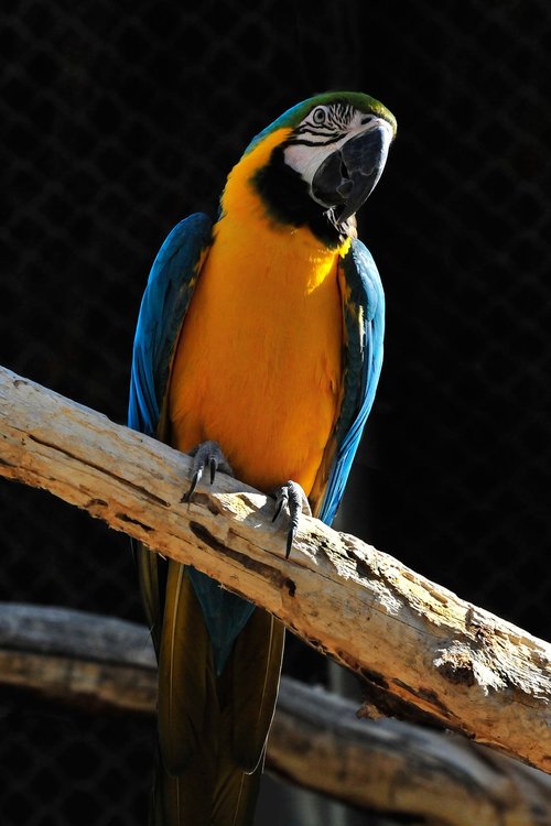 bird  blue macaw  colorful