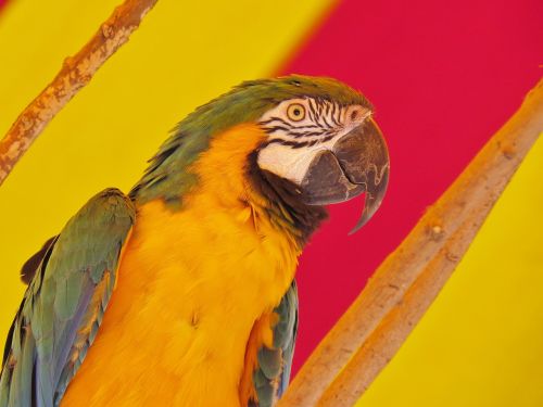 bird parrot orange