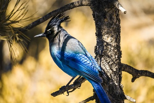 bird  beautiful  nature