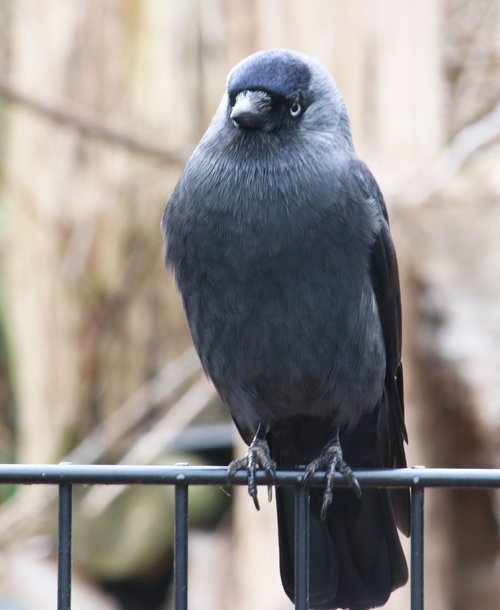 bird  black  crow