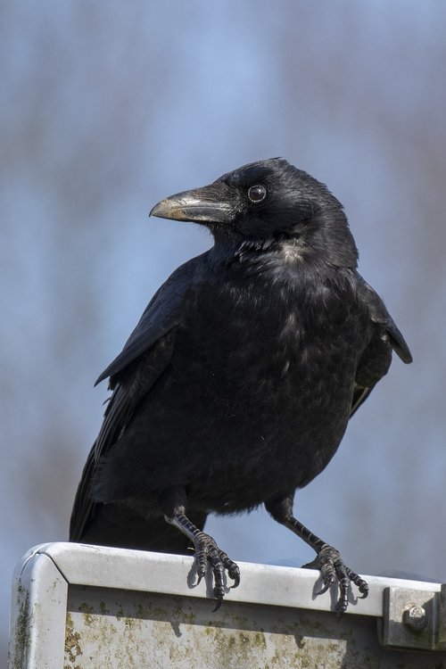 bird  crow  feather