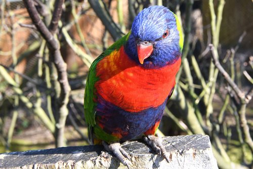 bird  loriquet  parrot