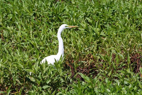 bird  white  swamp