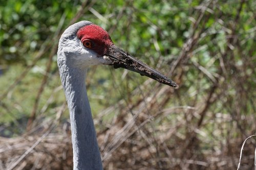 bird  wildlife  sandhill crane