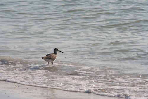 bird  florida  beach