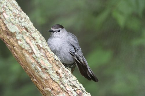 bird  zoo  perch