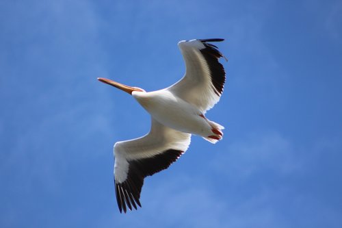 bird  seagull  flight