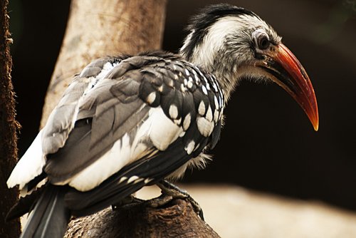 bird  plumage  animals