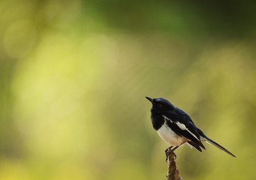 bird  magpie robin  india