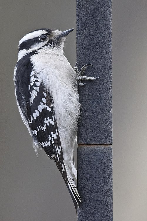 bird  woodpecker  pole