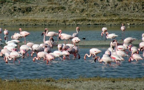 bird  lesser flamingo  phoeniconaias minor