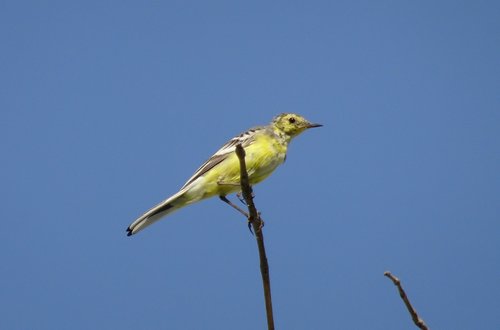 bird  western yellow wagtail  motacilla flava