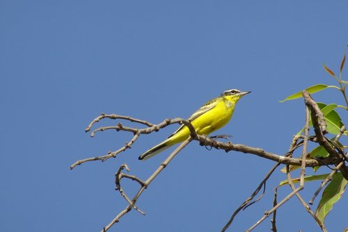 bird  western yellow wagtail  motacilla flava