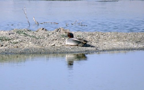 bird  duck  eurasian teal