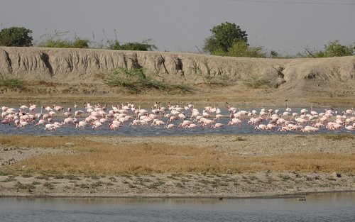 bird  lesser flamingo  phoeniconaias minor