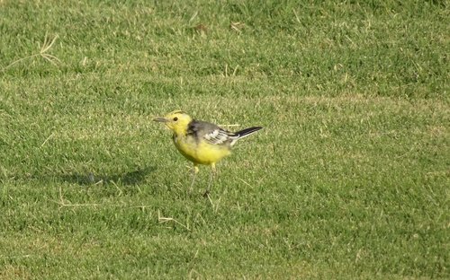 bird  western yellow wagtail  motacilla flava