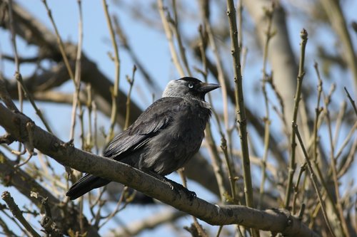 bird  crow  jackdaw