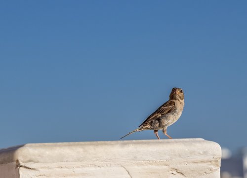 bird  greece  nature