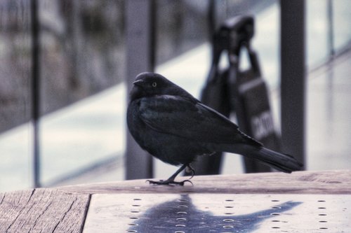 bird  outside  pigeon
